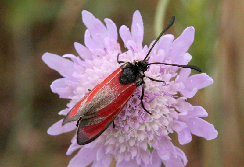 Zygaena da determinare: Z. (Mesembrynus) erythrus ♀